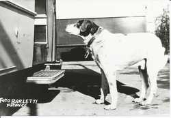 Borgo. La verità sulla statua di Fido