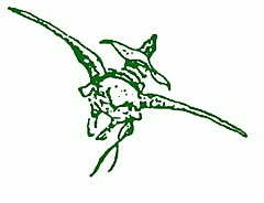 Una lunga estate di cinema sotto il cielo stellato di Scarperia