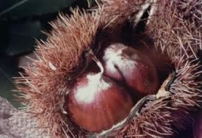 Quattro appuntamenti a Palazzuolo con il principe d'autunno: il marrone