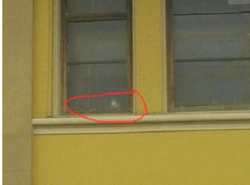 Borgo. Degrado e piccioni all'ex scuola di Via Don Minzoni. Una lettera