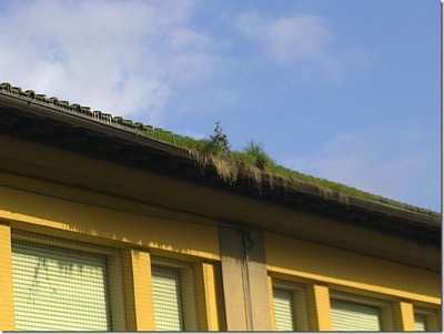 Borgo. Degrado e piccioni all'ex scuola di Via Don Minzoni. Una lettera