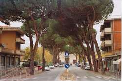 Borgo. Viale Pecori dice addio ai pini. Lunedì il taglio