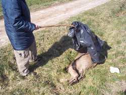 Ritrovamento choc a Rabatta. Un capriolo morto legato e chiuso in sacco