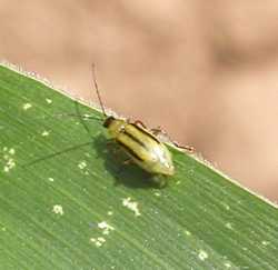 A rischio mais e verdure. Allarme parassita in Mugello: la Diabrotica