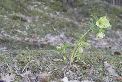 La primavera è già arrivata in Mugello? Sembra di sì, le foto