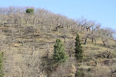 La primavera è già arrivata in Mugello? Sembra di sì, le foto