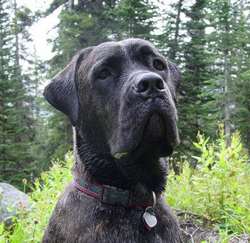Uccide il cane e lo mangia. Incredibile storia in provincia di Firenze