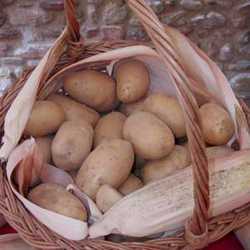 La patata del Mugello... E' ora di piantare