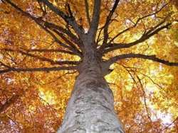 Agricoltori, Tartufai e Comunità Montana. Un accordo per le aree 'tartufigene'