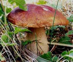 Funghi. Anche per i non residenti il tesserino annuale