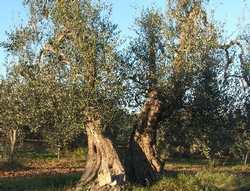 E' di Pelago l'olio bio migliore d'Italia. Lo dice il Gambero Rosso