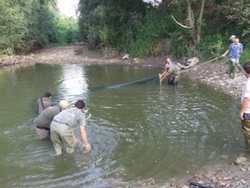 La provincia in campo per salvare i pesci di Bilancino