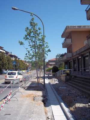 Viale Pecori, nuovi alberi e lampioni... La Foto della Settimana