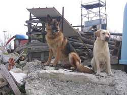 E' morta Nefer. Eroe dei cani da soccorso. Il messaggio arrivato in redazione