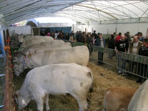Borgo. Da Giovedì c'è la Fiera Agricola, sperando nel tempo... Info