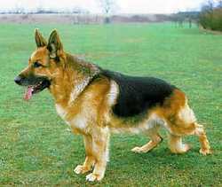 Pastore tedesco avvelenato a Paterno. E non è il primo caso..