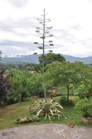 Agave gigante a Vicchio. Le foto...