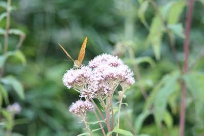 Il sole di Acquabuona e il fresco del Farfereta. Cronaca di un trekking...