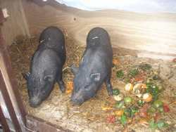 Firenze. I maialini come palla. Calci e sevizie ai giardini pubblici. Quattro giovani denunciati