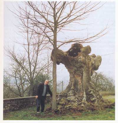 Un altro gigante del Mugello. La quercia di Prugnana (Galliano) abbracciata da 14 bambini