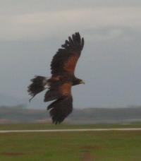 Borgo. Strani rumori ai giardini. Falchi? No, dissuasori per gli storni...