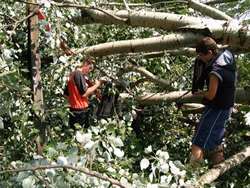 Vaglia, travolto da un albero. Vivo per miracolo