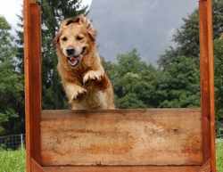 Il tuo cane non ti ubbidisce? Corsi di educazione in Mugello, info...