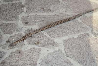 Vipera di 75 centrimetri uccisa a Vaglia. Le foto...