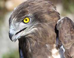 La storia di sei bellissimi rapaci liberati sulle Apuane. Erano stati 'convalescenti' al centro di Vicchio