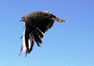 La storia di sei bellissimi rapaci liberati sulle Apuane. Erano stati 'convalescenti' al centro di Vicchio