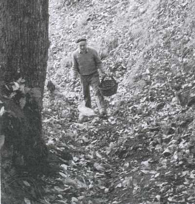 Vicchio. Continua la festa del 'Marrone'. Tra sagra e cultura