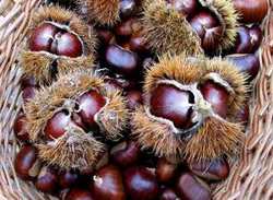 E' ottobre. A Marradi c'è la sagra del Marroni. Info e date...