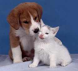 Hai un cane o un gatto? A Scarperia c'è il corso di Pronto Soccorso Veterinario. Info...