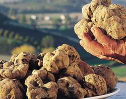 Borgo. Fine settimana dedicato al Tartufo. Tutte le info sulla Mostra Mercato...