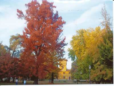 Autunno, il Mugello si veste di colori. Le foto...