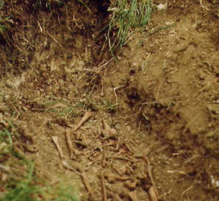 Ossa umane a Monte Morello. E' giallo sulla fine di una donna e su una cartolina...