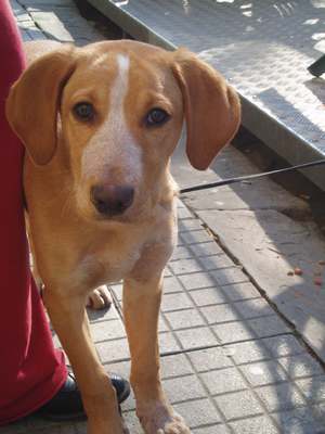 Borgo. Trovato cucciolo in Piazza Dante. Alla ricerca del padrone.. info