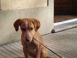 Borgo. Trovato cucciolo in Piazza Dante. Alla ricerca del padrone.. info