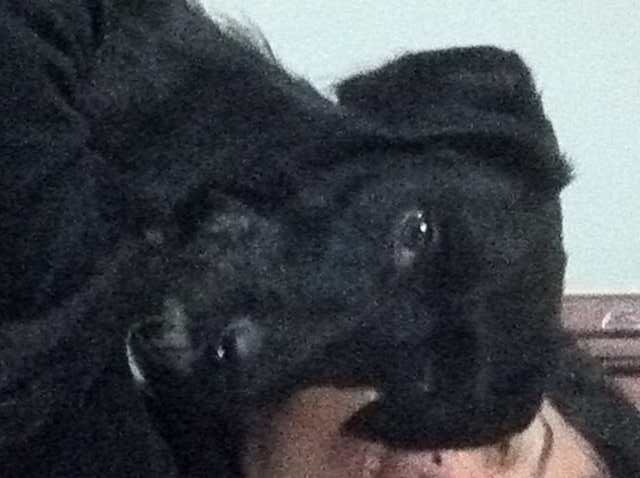 Borgo. Cucciolo fugge dai padroni. Appello dei lettori per ritrovarlo. Le foto...