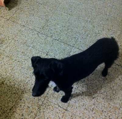 Borgo. Cucciolo fugge dai padroni. Appello dei lettori per ritrovarlo. Le foto...