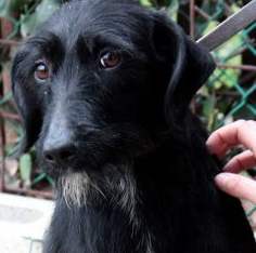 Borgo. Cucciolo fugge dai padroni. Appello dei lettori per ritrovarlo. Le foto...