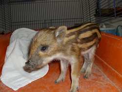 Una storia a lieto fine. Ragazza di Ronta salva cucciolo di cinghiale, le foto....