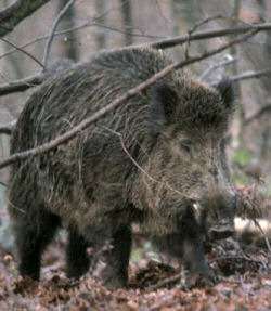 Una storia a lieto fine. Ragazza di Ronta salva cucciolo di cinghiale, le foto....