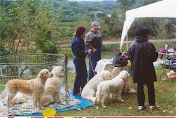 Capire il cane: da aprile un corso di educazione cinofila di base