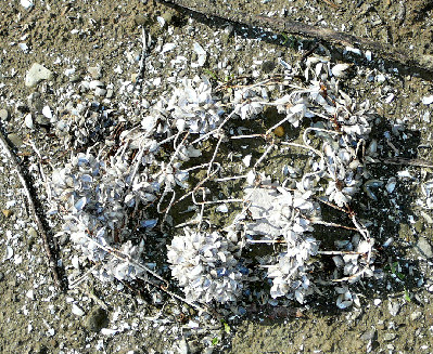 Arrivata la pioggia, ma basterà a guarire il lago? Foto e racconto di quel che resta di Bilancino.