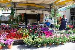 Palazzuolo. Domenica 20 'Arte dei Fiori', con gare a tema, mercatini e piatti a base di fiori. Info...