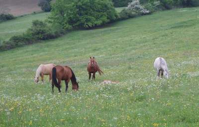 Primo maggio in Mugello. Le foto (e il racconto) della Magnalonga 2012...