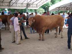 Borgo. Il programma di domenica della Fiera Agricola