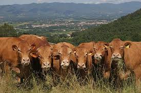 Dalle Liste Civiche 'Libero Mugello' e 'Per Borgo' un'interrogazione sulla gestione della Fiera Agricola 2012