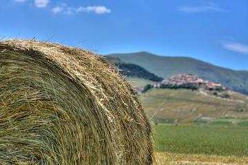Un milione e duecento mila euro per lo sviluppo in campo agricolo